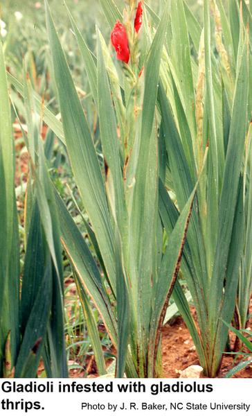 Gladiolus thrips damage foliage